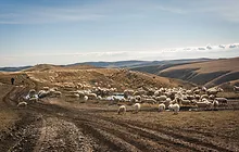 sheperding_georgia_country_Easy-Resize_com