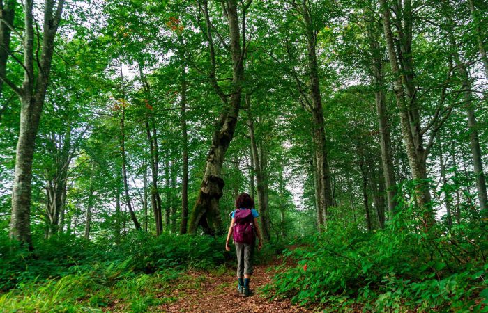 Mtirala georgia adjara hiking camp caucasus tours