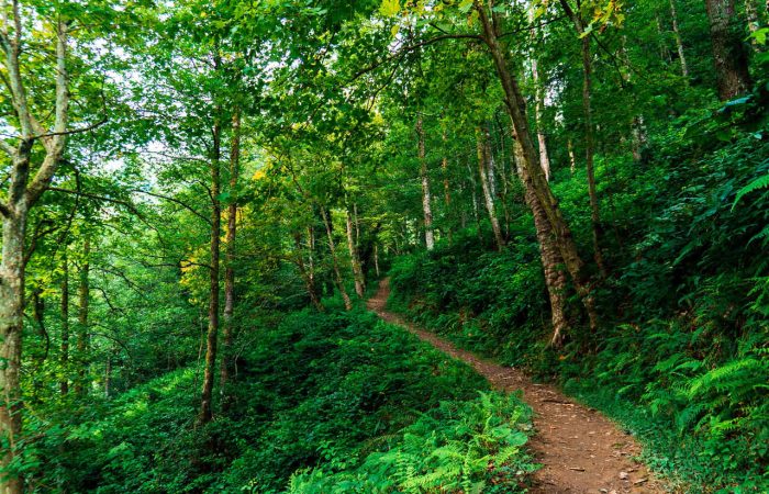 Mtirala georgia adjara hiking camp caucasus tours