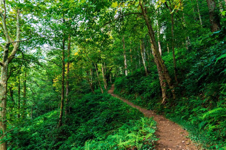 Mtirala georgia adjara hiking camp caucasus tours