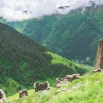 tusheti kvavlo tour self guided camp caucasus hiking (26)