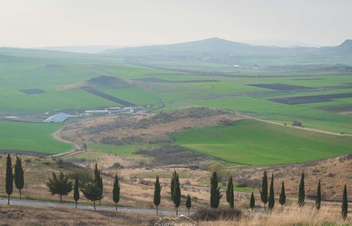 Scenic view of Kakheti farmland with cypress-lined road in southeastern Georgia