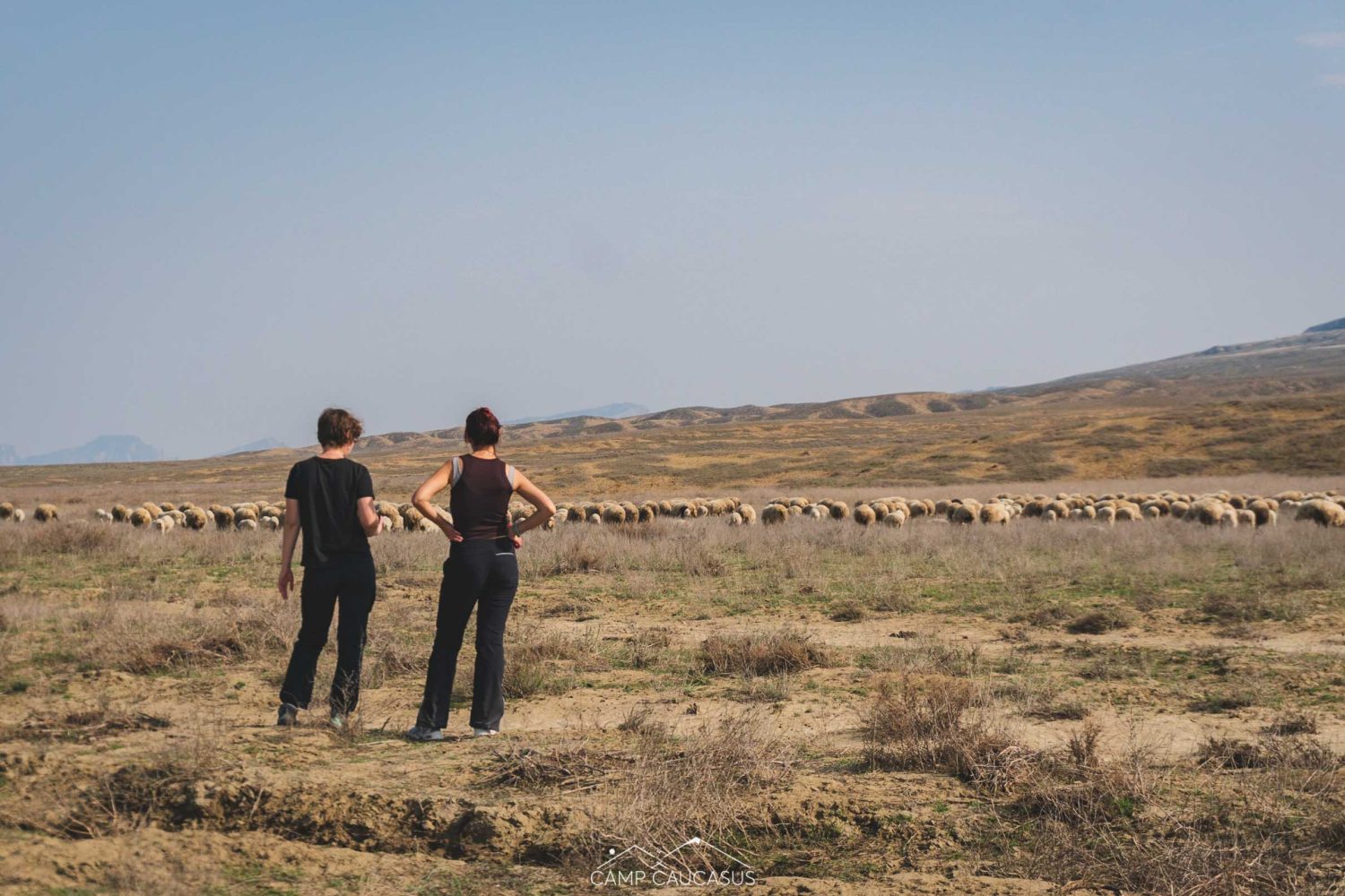 Hikers watching sheep grazing on the steppe of Vashlovani National Park, Georgia