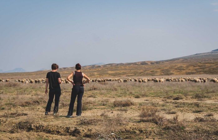 Hikers watching sheep grazing on the steppe of Vashlovani National Park, Georgia