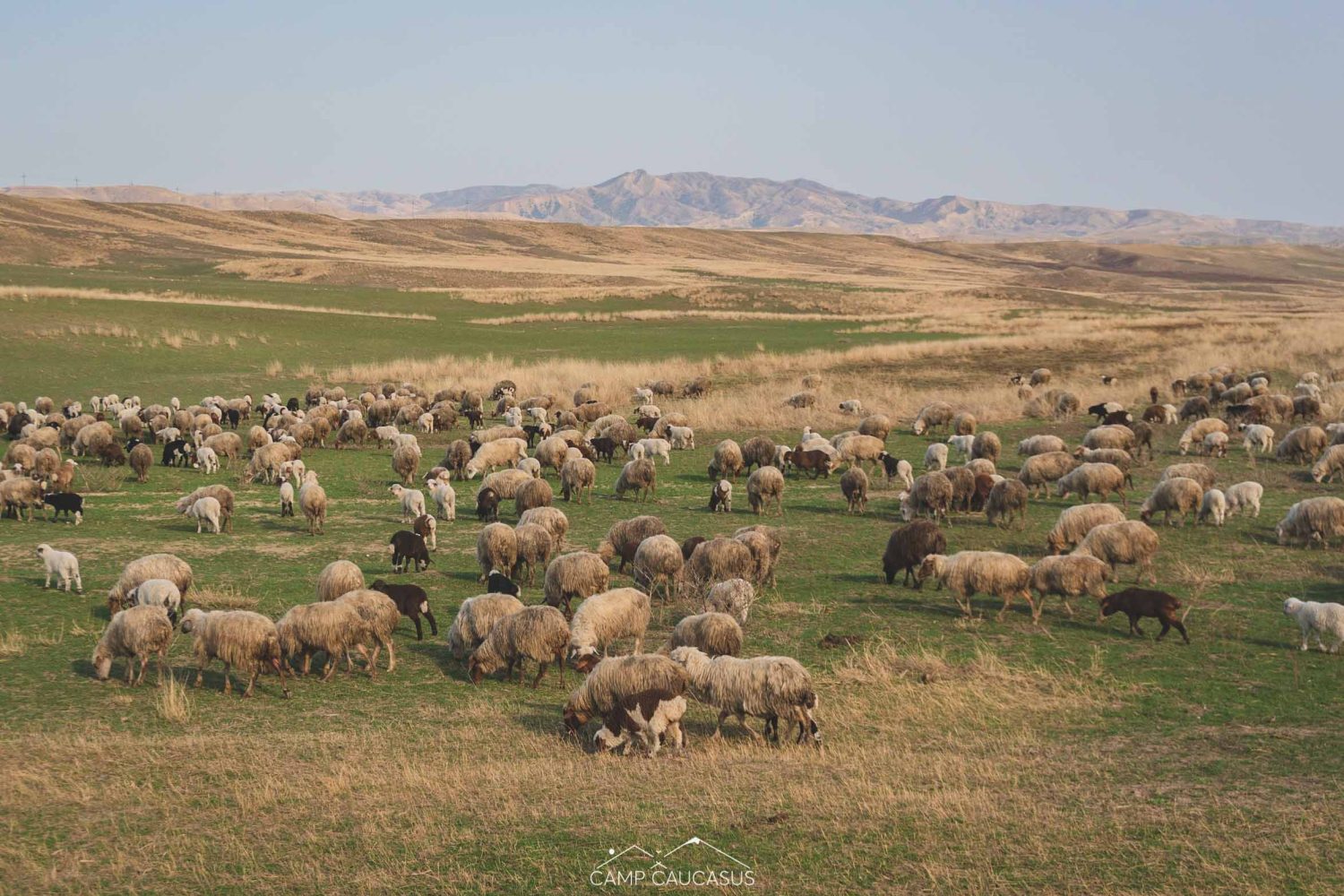 Large flock of sheep grazing in open fields of Vashlovani, Georgia
