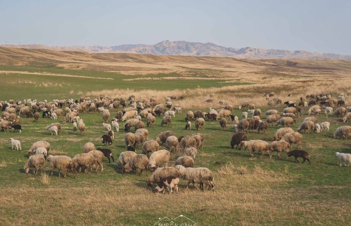 Large flock of sheep grazing in open fields of Vashlovani, Georgia