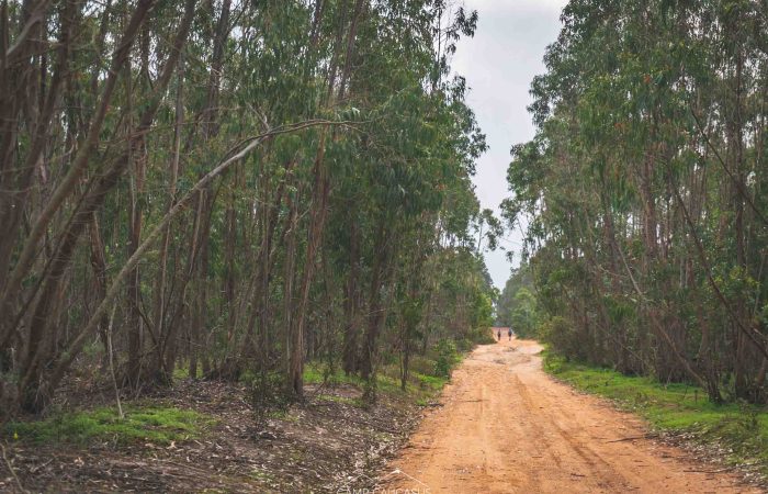 Sand dunes along the Fisherman’s Trail near Carrapateira, Algarve, Portugal.