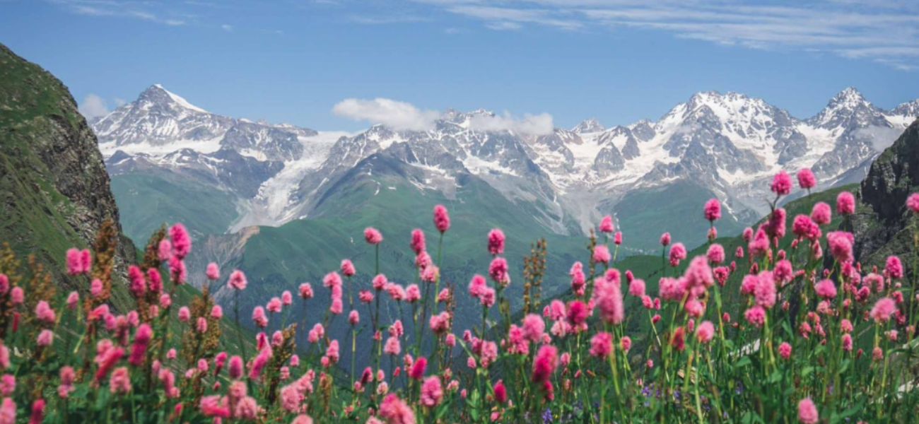 Vibrant pink alpine flowers blooming in front of majestic snow-capped peaks in the Caucasus mountains during a Camp Caucasus tour.